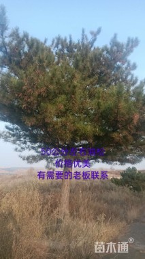 高度400厘米油松