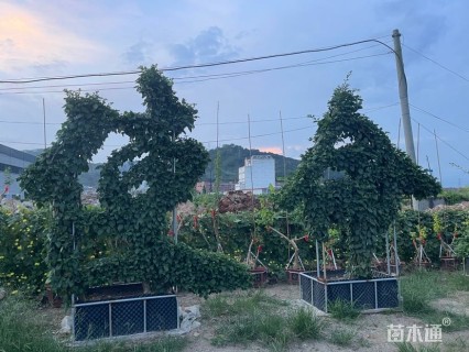 1公分造型三角梅