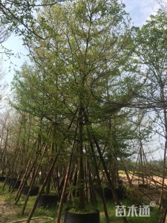 14公分小叶榄仁