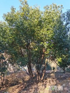 40公分(5杆)丛生香樟