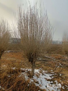 高度400厘米木槿