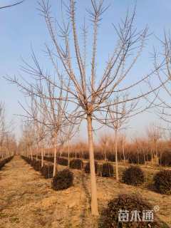 13公分红叶复叶槭