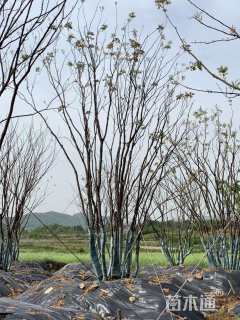 60公分(5杆)丛生黄连木