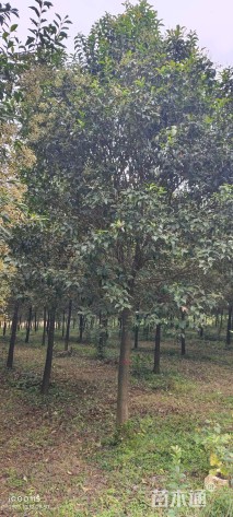 15公分大叶女贞