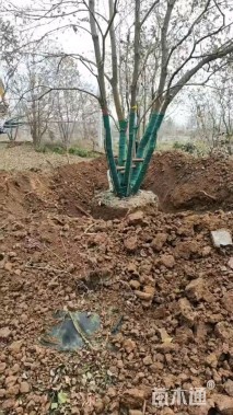 10公分(4杆)丛生乌桕