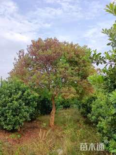 22公分乌桕