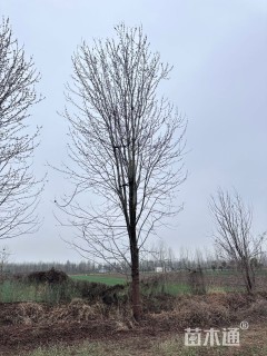 22公分美国红枫