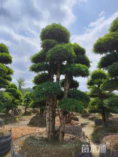 20公分造型椤木石楠