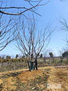 50公分(5杆)丛生朴树