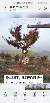 10公分日本红枫