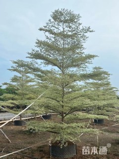 10公分锦叶榄仁