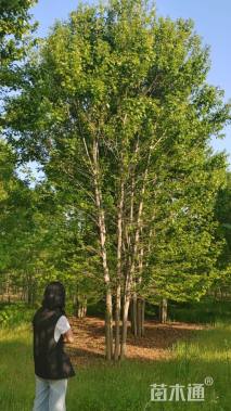 高度800厘米丛生美国红枫