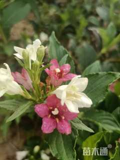 高度200厘米五彩锦带