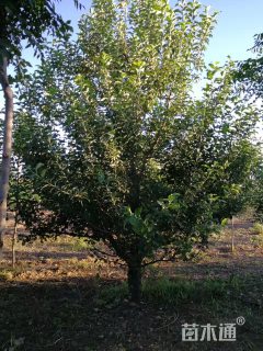 20公分八棱海棠