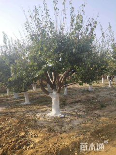 15公分造型红梅