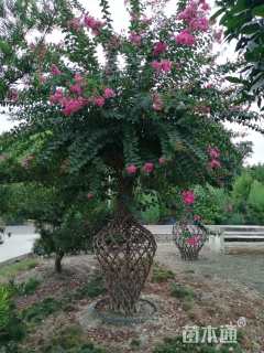 高度200厘米紫荆