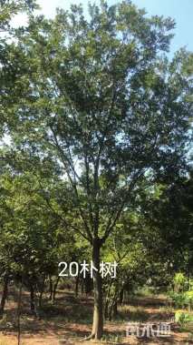 24公分朴树