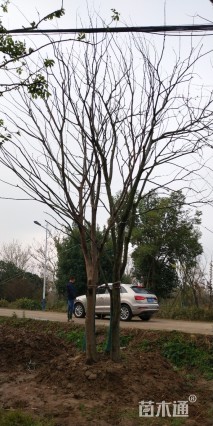 75公分丛生朴树