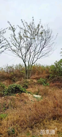 60公分(5杆)丛生朴树