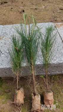 高度25厘米马尾松