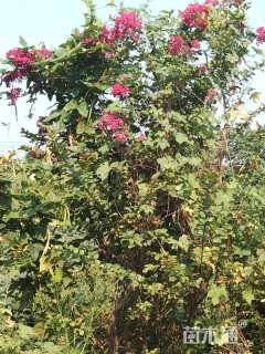 高度400厘米丛生紫薇