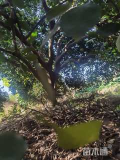 高度400厘米丛生胡柚