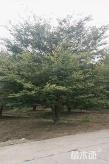 60公分丛生榉树