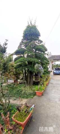 高度5000厘米金弹子