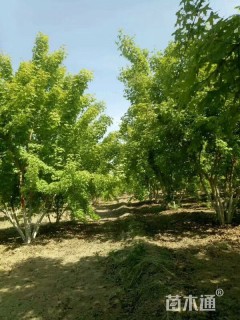 高度350厘米丛生五角枫