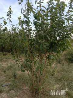 高度100厘米丛生木槿