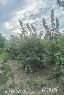 高度600厘米丛生五角枫