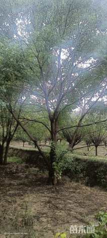 50公分(5杆)丛生乌桕