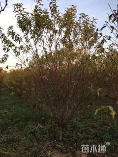 10公分菊花碧桃