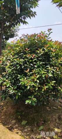 冠幅400厘米红叶石楠球