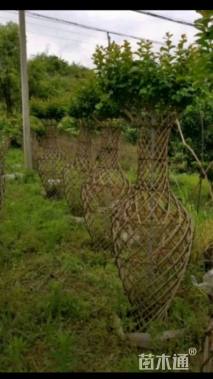 60公分造型紫薇