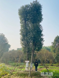 80公分丛生香樟