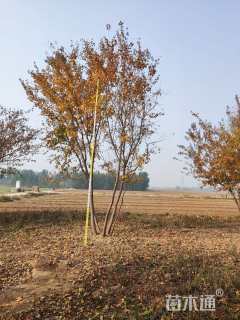 高度500厘米丛生五角枫