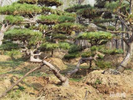 25公分造型油松