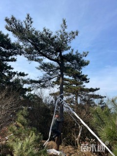 高度800厘米黑松