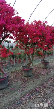 冠幅1800厘米三角梅球