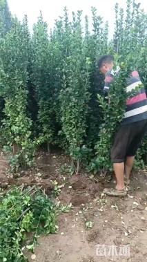 高度180厘米北海道黄杨