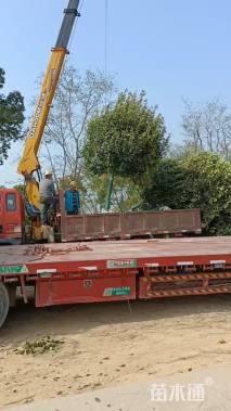 16.1公分红叶石楠