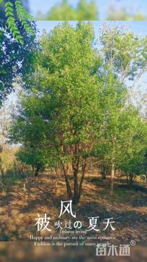 45公分丛生香樟