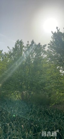 高度600厘米丛生河桦