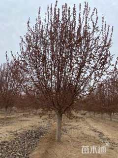 12公分绚丽海棠