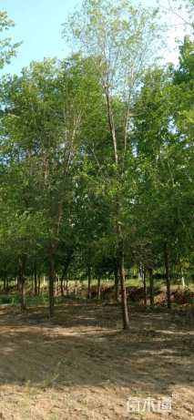 21公分榆树