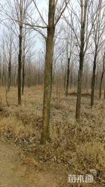 15公分楸树