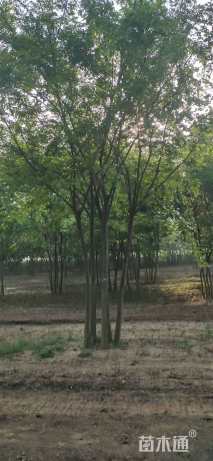 8公分(5杆)丛生朴树