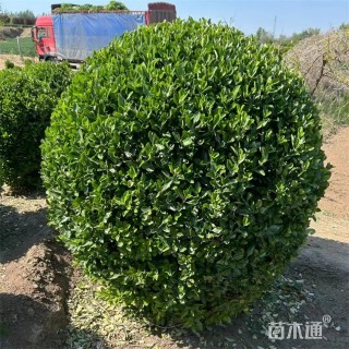 冠幅150厘米大叶黄杨球