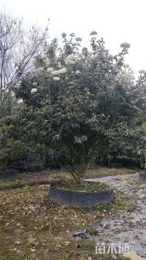 高度250厘米木绣球